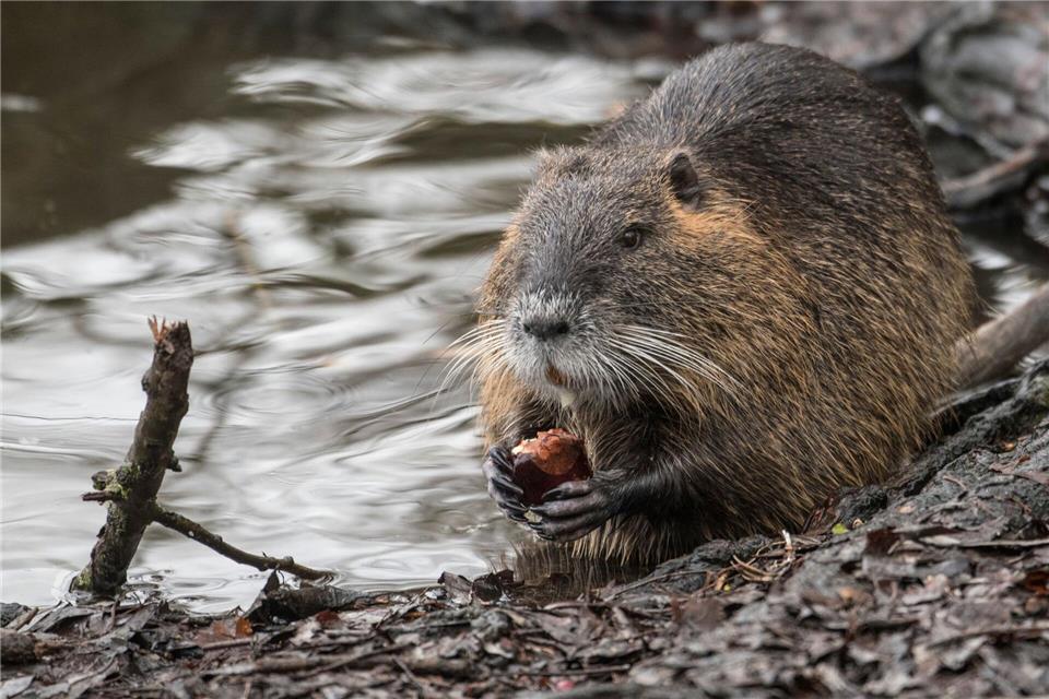 In Niedersachsen werden Nutrias intensiv bejagt. (Archivbild)Boris Roessler/dpa