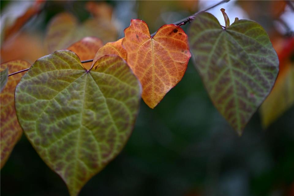 In Nordrhein-Westfalen gibt es viele Wolken und teilweise Nebel. (Symbolbild)Roberto Pfeil/dpa