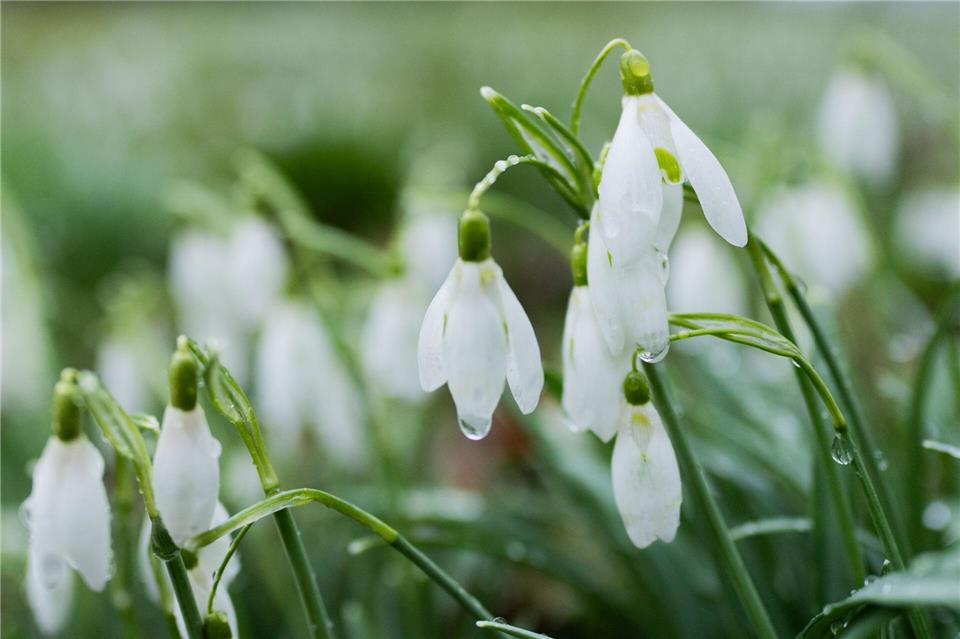 In Nordrhein-Westfalen regnet es in den kommenden Tagen. (Symbolbild)Rolf Vennenbernd/dpa