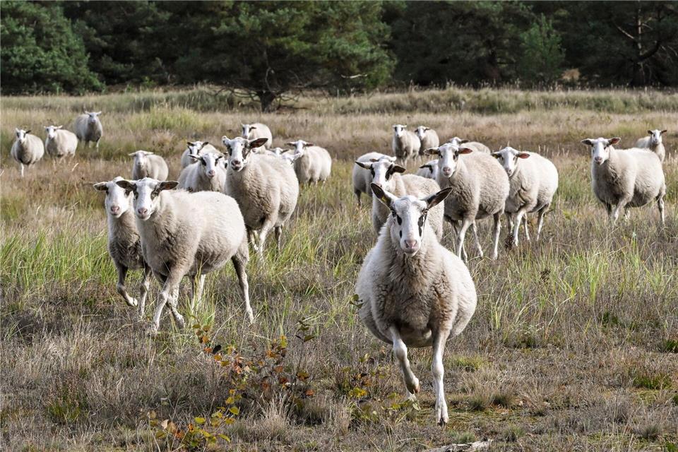 In Nordthüringen greifen zwei entlaufene Hunde eine Schafherde an. (Symbolbild)Jens Kalaene/dpa