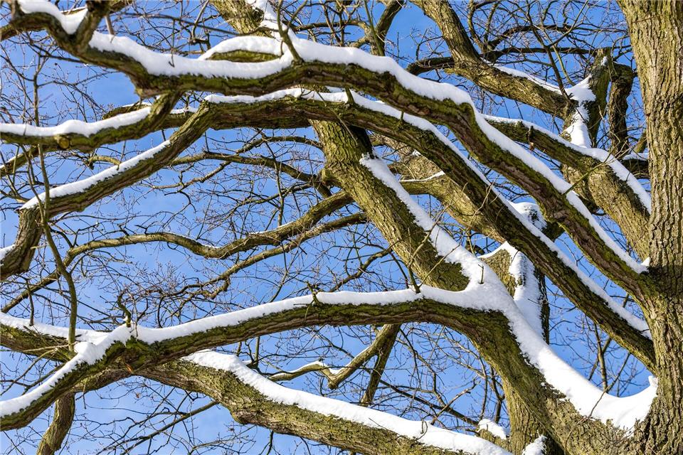In Nürnberg ist eine Frau von einem Ast tödlich getroffen worden. Unklar war noch, ob dieser wegen des Schneefalls abbrach. (Symbolbild)Frank Hammerschmidt/dpa