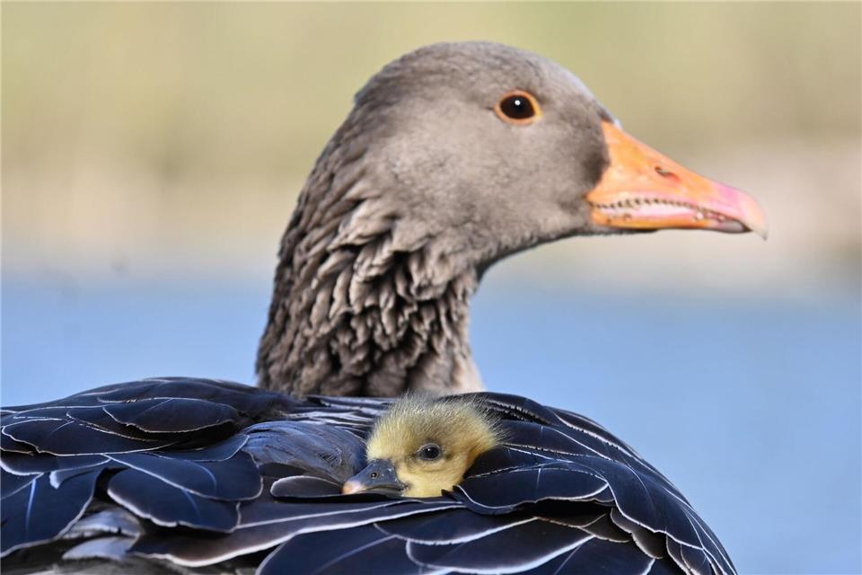 Vogelgrippe bei toten Graugänsen in Oberbayern nachgewiesen In Oberbayern ist die Vogelgrippe bei fünf verendeten Graugänsen nachgewiesen worden. (Symbolbild)Katrin Requadt/dpa