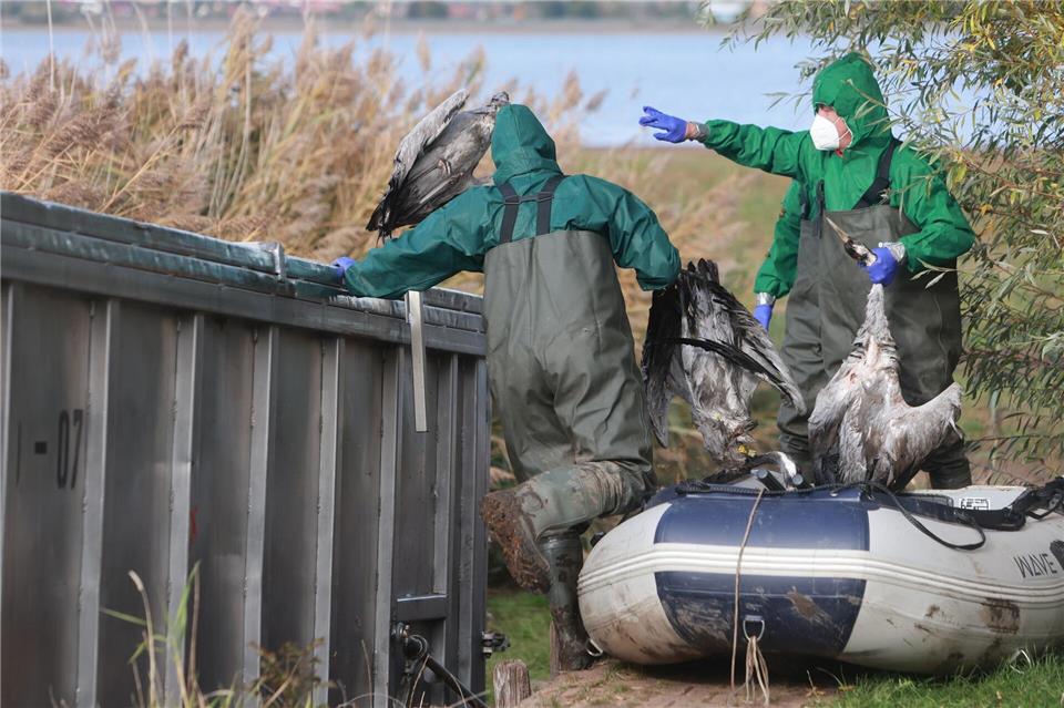 In Ostdeutschland werden derzeit vermehrt tote Kraniche gefunden. Sie sind Opfer der gefürchteten Vogelgrippe geworden. (Archivbild)Matthias Bein/dpa