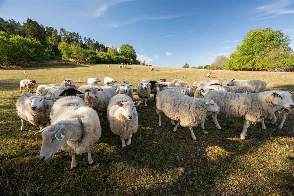In Rangendingen gibt es mehrere Fälle von Q-Fieber. Menschen können sich etwa bei Schafen anstecken. (Symbolbild)Silas Stein/dpa