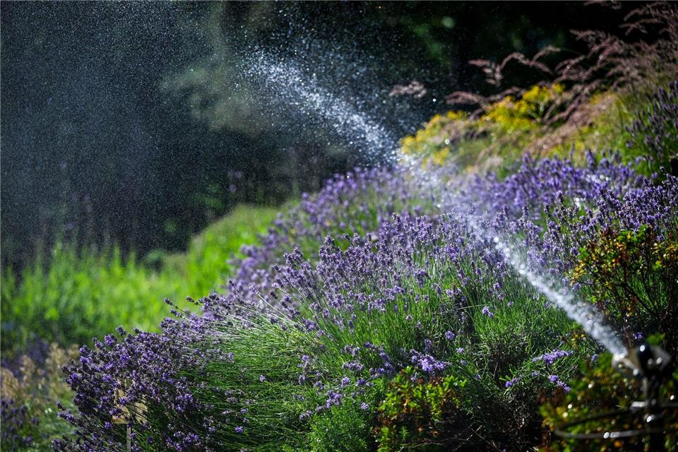 Jobs in Gartenbaubranche sehr beliebt In Rheinland-Pfalz ist der größte Ausbildungsgang der der Gärtnerinnen und Gärtner. (Archivbild)Jens Kalaene/dpa