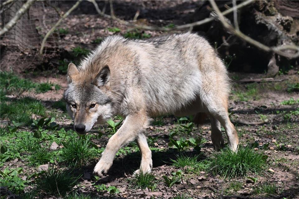 In Rheinland-Pfalz sind vier Wolfsrudel ansässig. (Archivbild)Bernd Weißbrod/dpa
