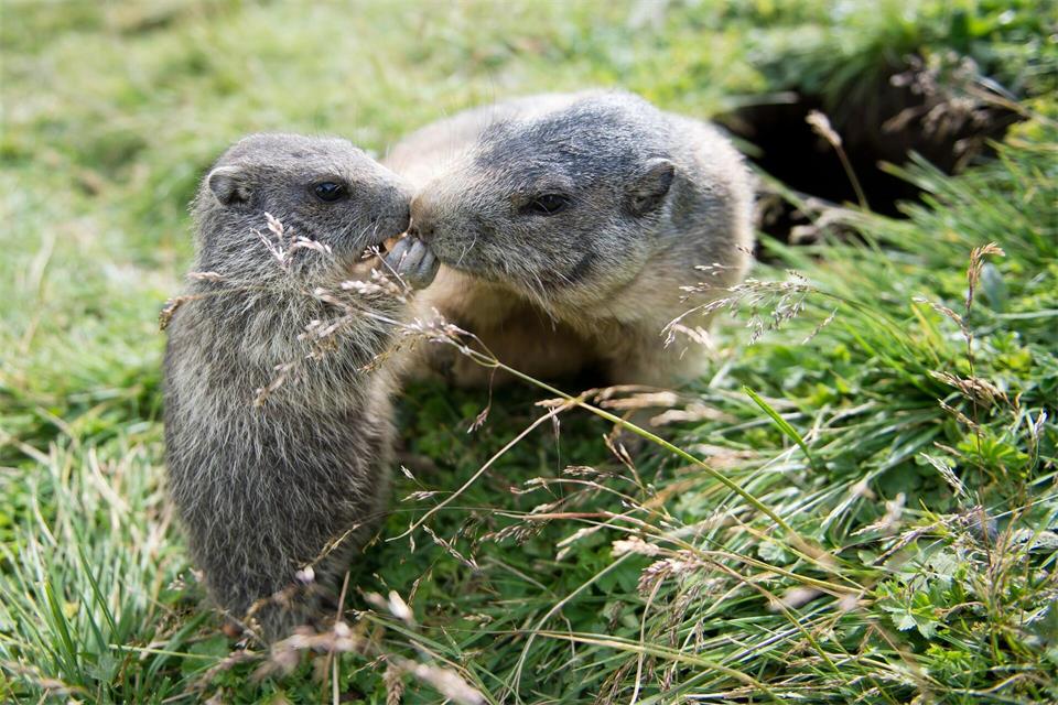 In Russland können Nagetiere Träger von Pesterregern sein. (Archivbild) Daniel Naupold/dpa