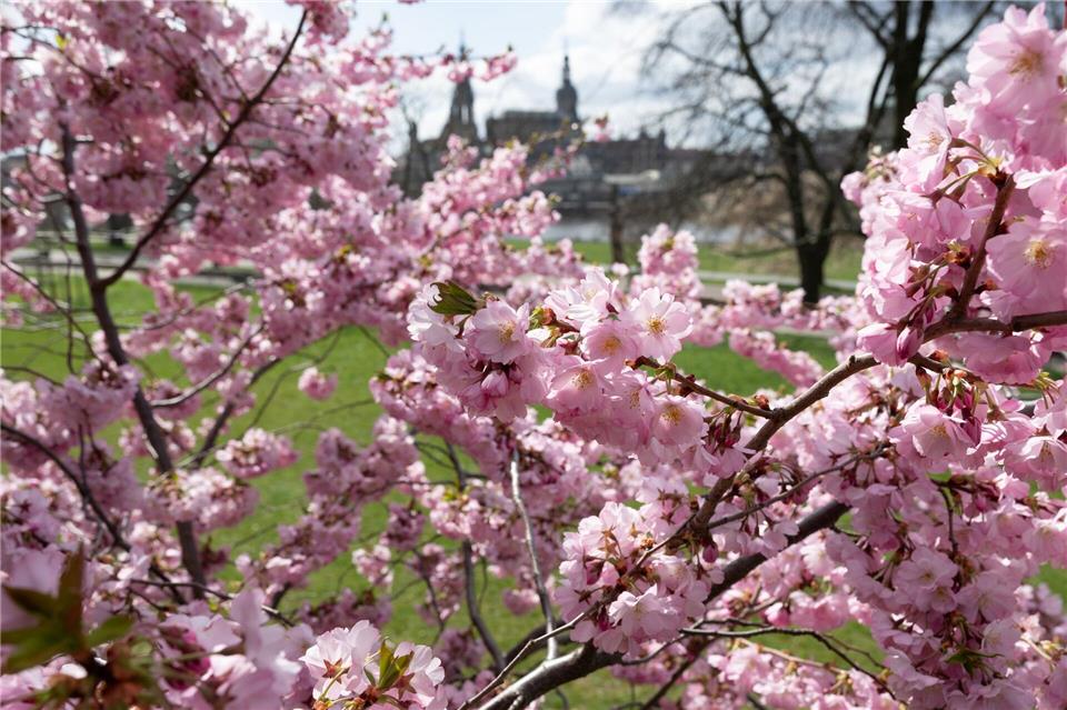 In Sachen erwartet der Wetterdienst viel Sonne. (Archivbild)Sebastian Kahnert/dpa