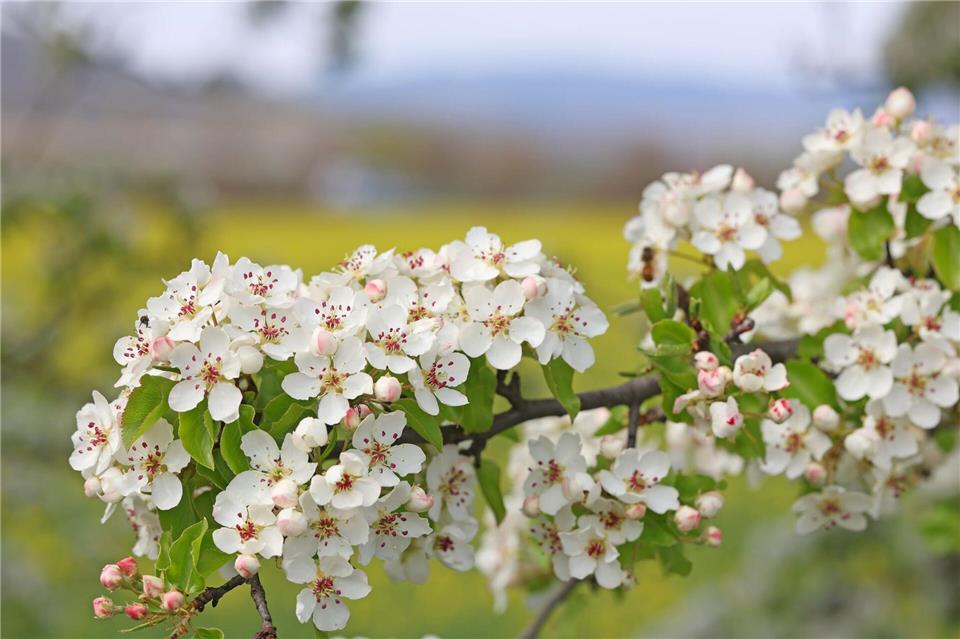 In Sachen wird das Wetter wieder sonniger. (Archivbild)Matthias Bein/dpa
