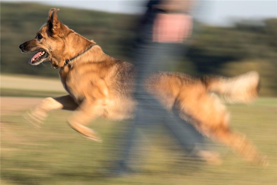 In Sachsen-Anhalt hat die Zahl der registrierten Hunde im vergangenen Jahr die 180.000 überschritten. (Archivbild)Boris Roessler/dpa