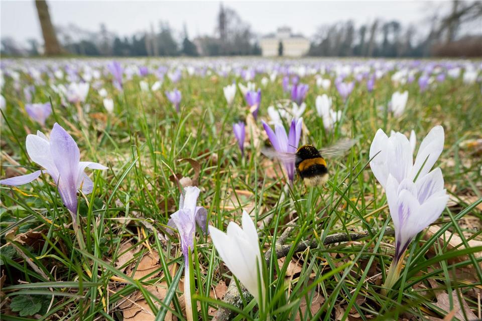 In Sachsen-Anhalt sind laut Landesamt 30 Hummelarten bekannt - drei gelten bereits als ausgestorben oder verschollen. (Archivbild) Christian Modla/dpa-Zentralbild/dpa