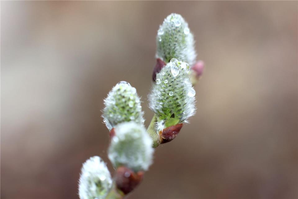 In Sachsen-Anhalt werden Gewitter und Graupel erwartet. (Archivbild)Matthias Bein/dpa