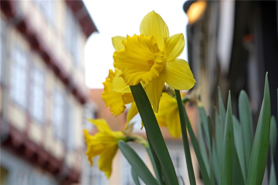 In Sachsen-Anhalt werden frühlingshafte Temperaturen erwartet. (Archivbild)Matthias Bein/dpa