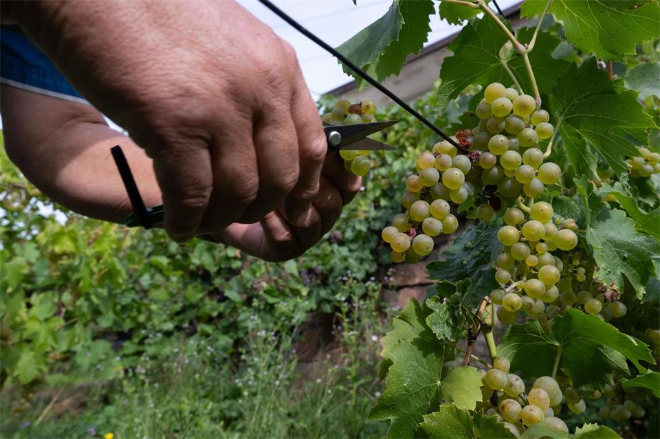 In Sachsen geht die Weinlese zu Ende. (Archivbild) Katharina Kausche/dpa