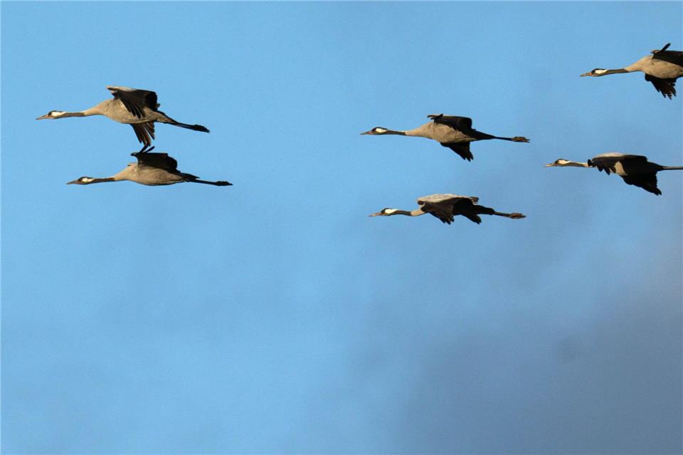 In Sachsen gibt es bislang nur Verdachtsfälle der Vogelgrippe. (Archivbild)Sina Schuldt/dpa