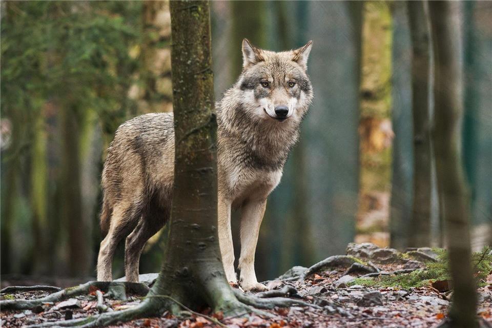 In Sachsen haben sich Wölfe in 46 Territorien angesiedelt. (Symbolbild)Klaus-Dietmar Gabbert/dpa-Zentralbild/dpa
