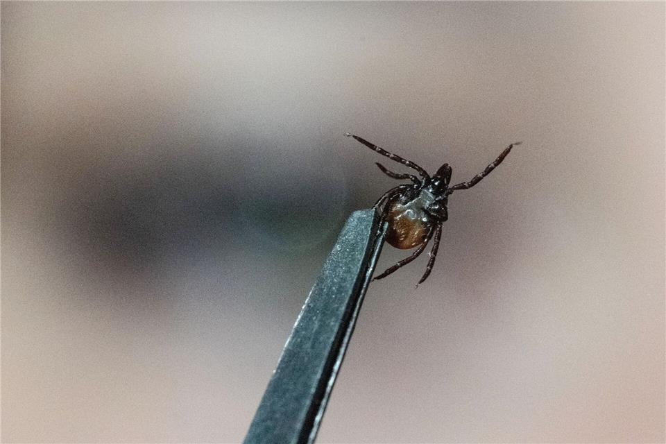 In Sachsen hat sich die Zahl der FSME-Fälle fast verdoppelt. (Archivbild)Marijan Murat/dpa