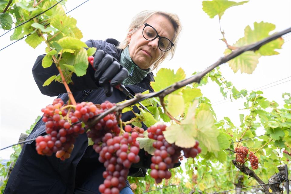 In Sachsen läuft die Weinlese derzeit auf Hochtouren.Robert Michael/dpa