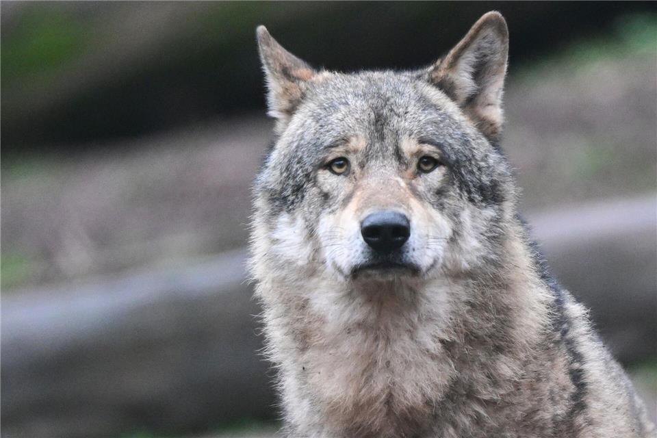 In Sachsen leben aktuell 35 Wolfsrudel, zehn Wolfspaare und eine Einzelwölfin. (Symbolbild)Bernd Weißbrod/dpa