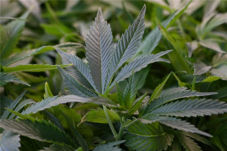 In Sachsen sind 25 Cannabis-Anbauvereine entstanden. (Symbolbild)Michael Brandt/dpa