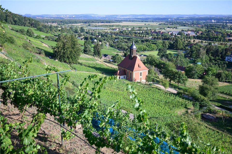 In Sachsen soll die Weinlese Ende August beginnen.Robert Michael/dpa
