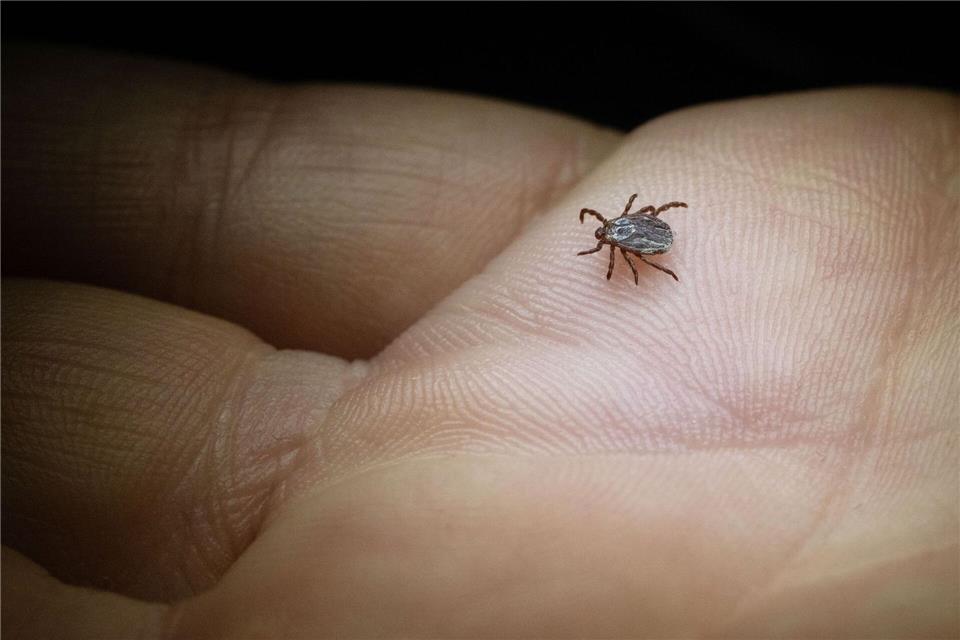 In Sachsen werden immer mehr Borreliose-Fälle registriert. (Archivbild)Marijan Murat/dpa/dpa-tmn