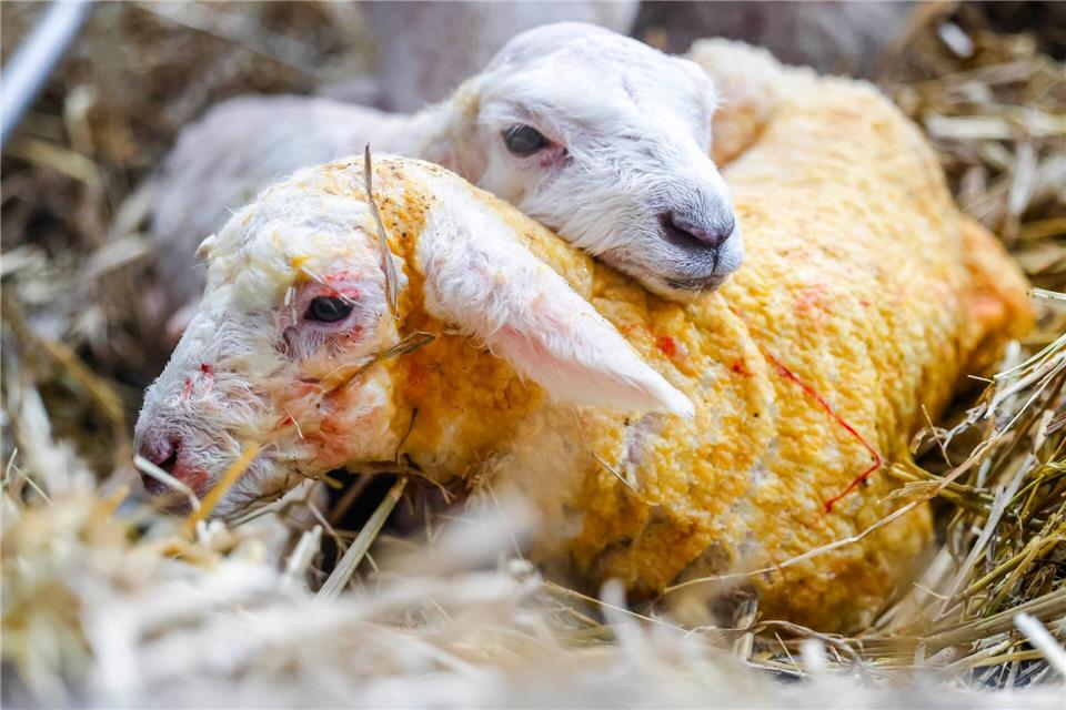In Schleswig-Holstein hat mit der Lammzeit die wichtigste Zeit des Jahres für Schäferinnen und Schäfer begonnen.Frank Molter/dpa