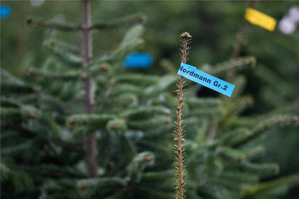 In Schleswig-Holstein sollen Weihnachtsbäume in diesem Jahr etwas teurer werden.Julian Stratenschulte/dpa