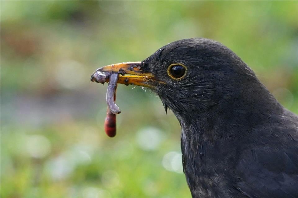 In Schleswig-Holstein wurden zuletzt wieder mehr Amseln gezählt. (Symbolbild)Marcus Brandt/dpa