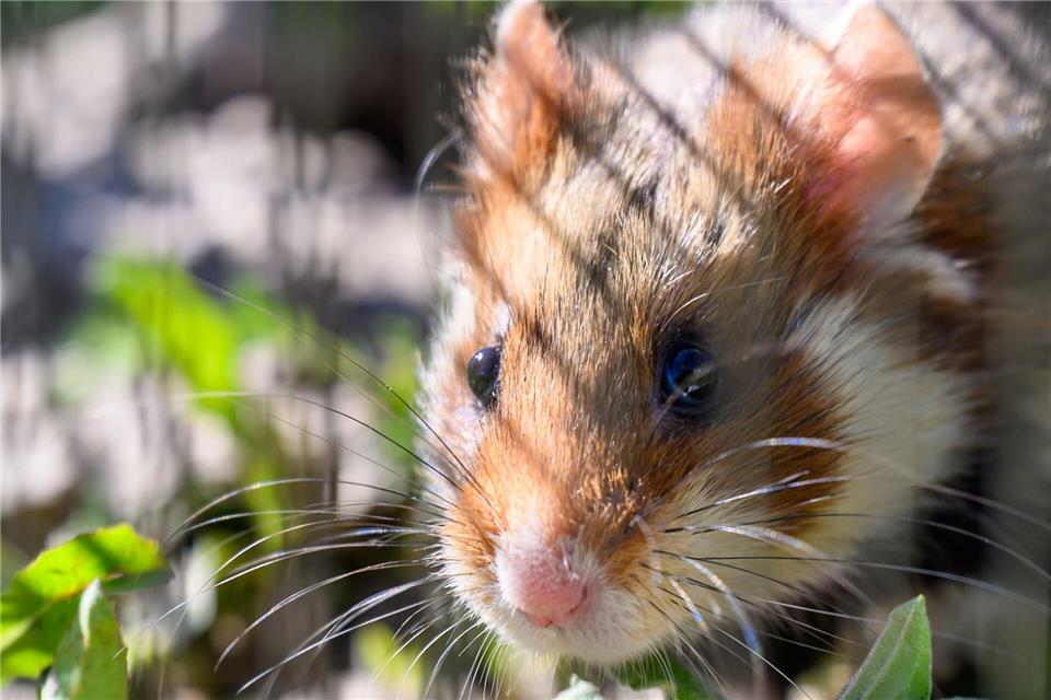 In Shenzhen sollen Hamster in einem Spielautomaten feilgeboten worden sein. (Archivbild) Hendrik Schmidt/dpa