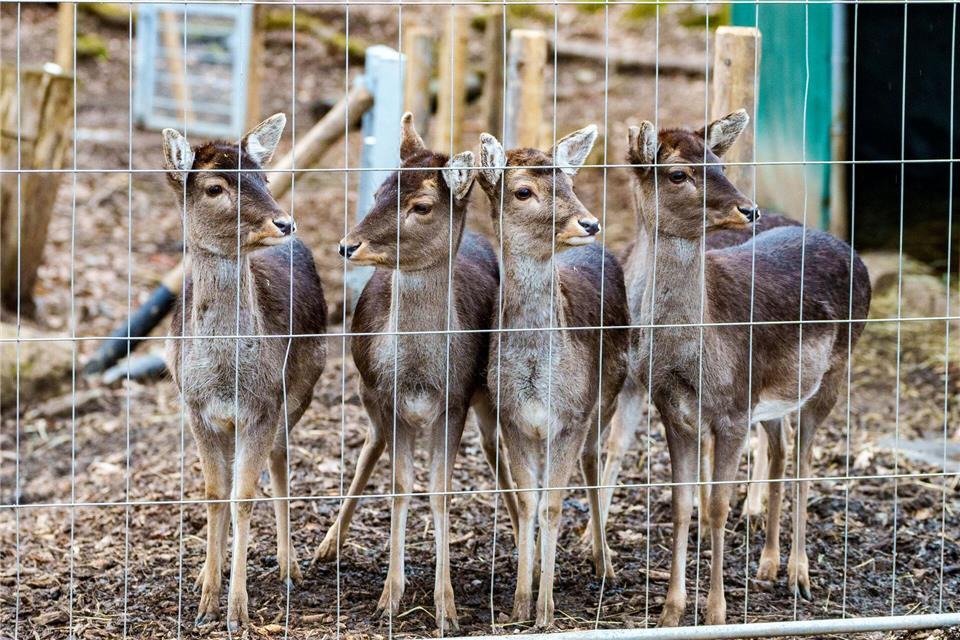 In Steigra im Saalekreis haben unbekannte 23 Wildtiere befreit. Es handelt sich dabei um Damwild. (Symbolbild)Andreas Arnold/dpa