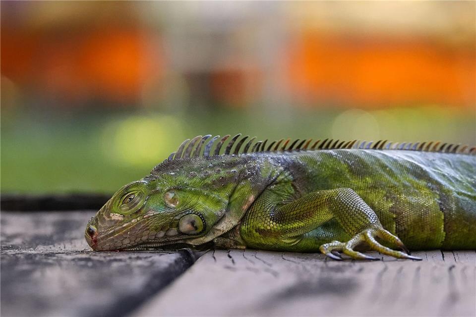 In Südflorida gelten die Tiere als Plage. (Archivfoto)Rebecca Blackwell/AP/dpa