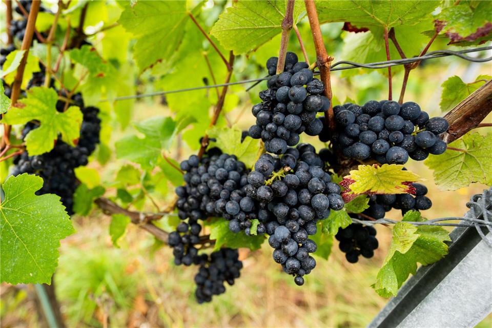 In Thüringen beginnt in diesen Tagen die Weinlese. (Archivbild)Jacob Schröter/dpa