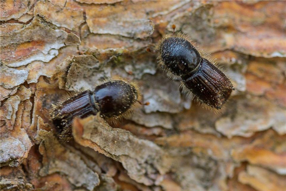 In Thüringen sind im vergangenen Jahr rund 473.000 Festmeter Borkenkäfer-Schadholz angefallen. (Archivbild)Andreas Arnold/dpa