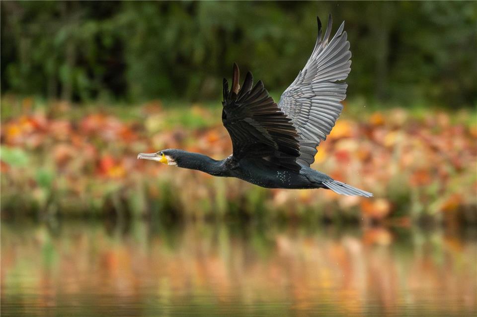 In Thüringen werden jährlich mehr als 1.000 Kormorane abgeschossen. (Symbolbild)Silas Stein/dpa