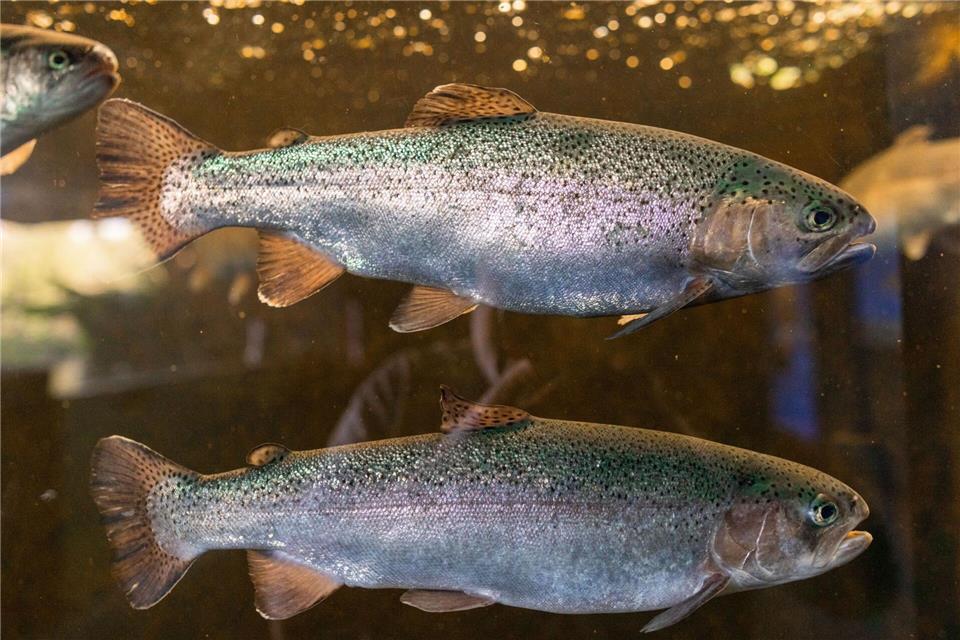 In Thüringen werden vor allem Regenbogenforellen und Karpfen in Aquakulturen produziert. (Archivbild)Jens Büttner/dpa/ZB