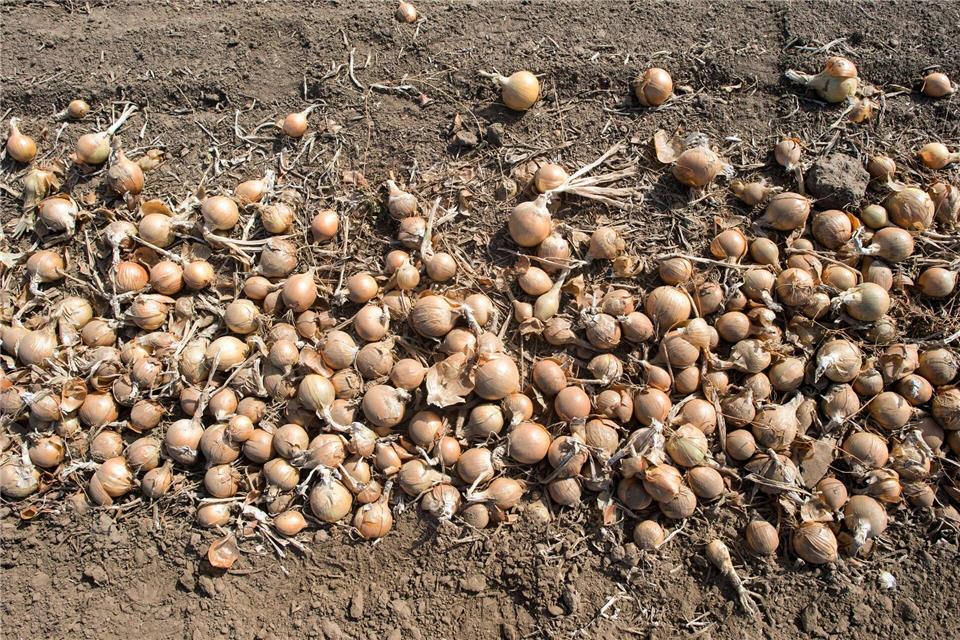 In Thüringen werden vor allem Zwiebeln geerntet. (Symbolbild)Klaus-Dietmar Gabbert/dpa-Zentralbild/dpa