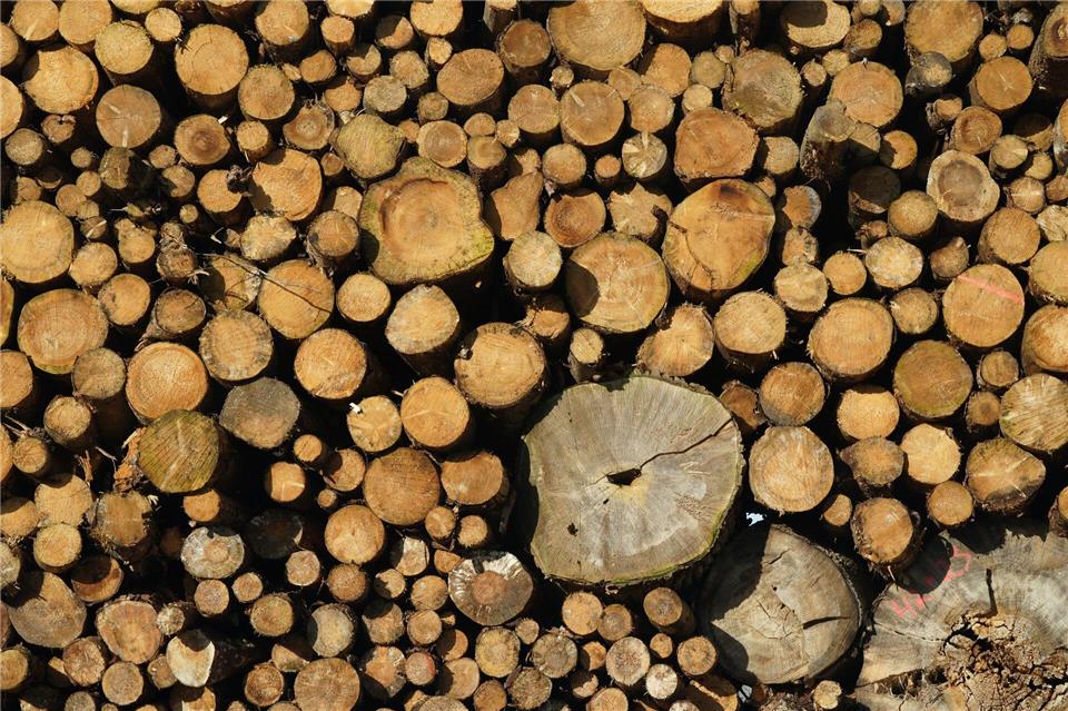 In Thüringen werden weniger Bäume gefällt. (Symbolbild)Marcus Brandt/dpa