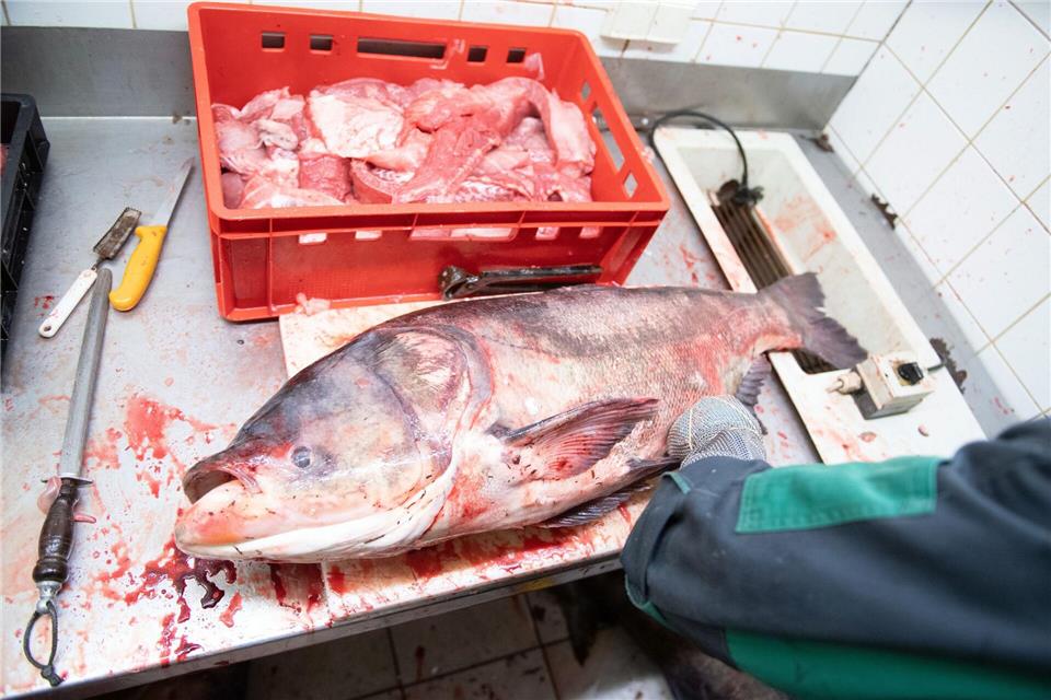In Thüringen wird für den Verzehr von Marmorkarpfen geworben. (Archivbild) Sebastian Kahnert/dpa-Zentralbild/ZB