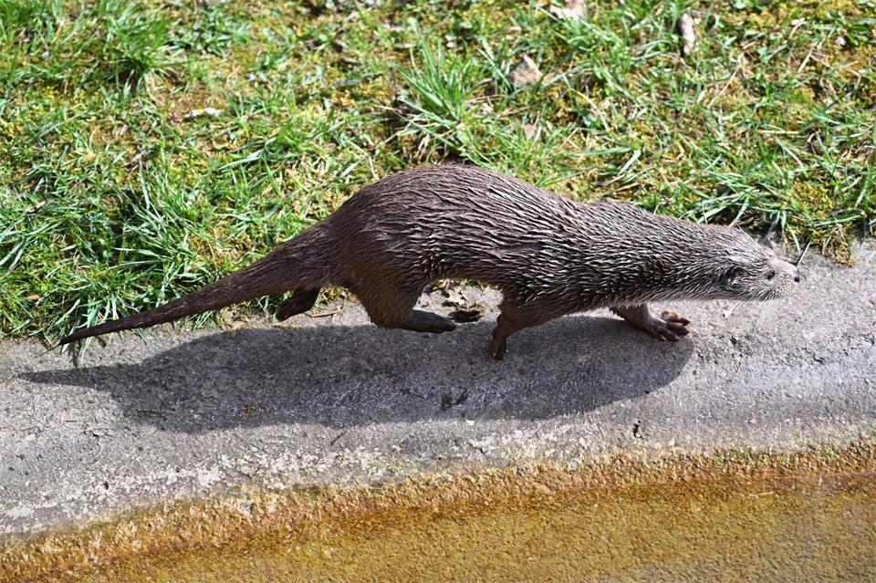 In Tierparks - wie hier im Wildparadies Tripsdrill - sind Fischotter häufiger zu sehen als in der freien Natur. (Archivbild)Bernd Weißbrod/dpa