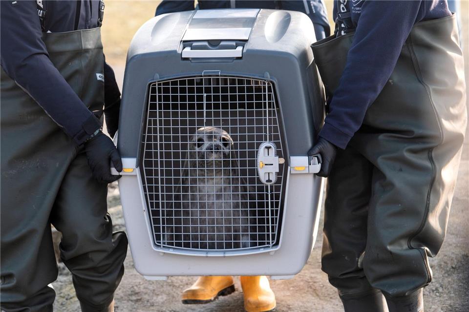 In Transportboxen wurden sie an die Nordsee gebrachtDaniel Bockwoldt/dpa