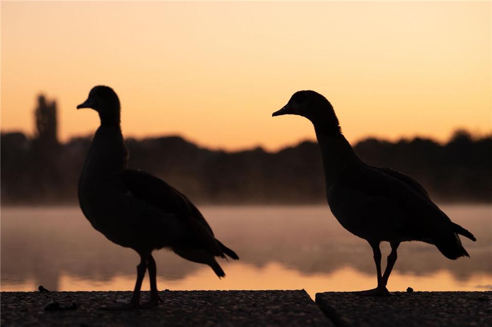 In Trier dürfen ausschließlich die zuständigen Jagdpächter auf Nilgänse schießen. (Archivbild).Markus Lenhardt/dpa