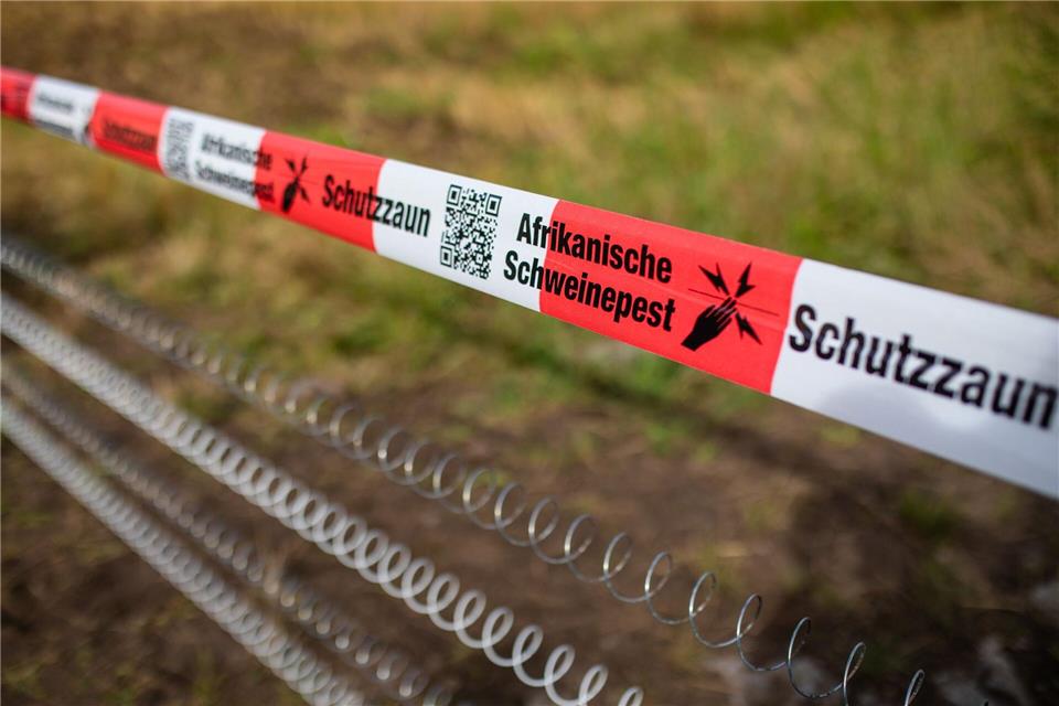 In Unterfranken gibt es vorsorgliche Maßnahmen gegen die Afrikanische Schweinepest. (Symbolbild)Christoph Schmidt/dpa