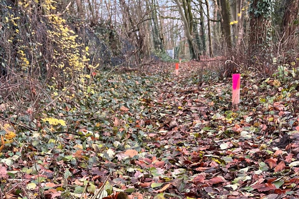 Stadt steckt künftige Straßen in der Wasserstiege ab In Verlängerung der Bucholtzstiege ziehen sich Markierungspfähle durch den Wald.