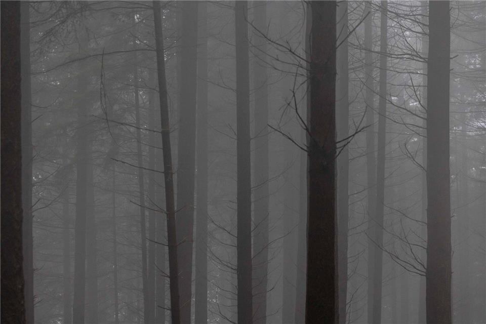 In Vorpommern hat eine Pilzsammlerin nicht aus dem nächtlichen Wald gefunden. (Archivbild)Philipp von Ditfurth/dpa