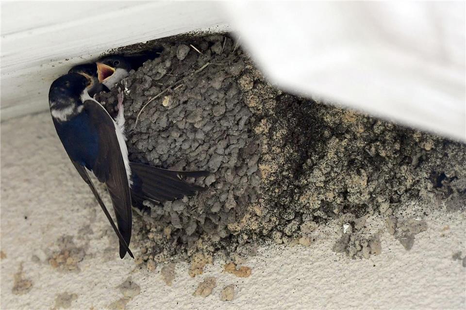 In Vorpommern hat sich ein Jugendlicher bei der Polizei gestellt - wegen der Zerstörung von Schwalbennestern. (Symbolbild)picture alliance / Maurizio Gambarini/dpa