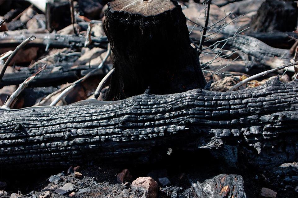 In anderen Bundesländern ist die Waldbrandgefahr deutlich höher - Vorsicht ist trotzdem auch hierzulande geboten. (Archivfoto)Matthias Bein/dpa