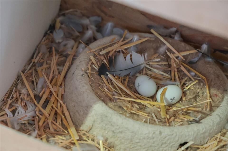 In betreuten Taubenhäusern werden die Eier der Tauben gegen Gipseier ausgetauscht. Focke Strangmann/dpa
