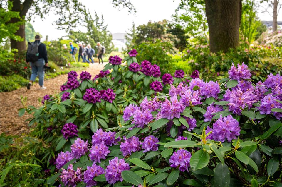 In dem Park in Bad Zwischenahn können Gartenliebhaber etwa 2.000 verschiedene Arten und Sorten bestaunen.Sina Schuldt/dpa