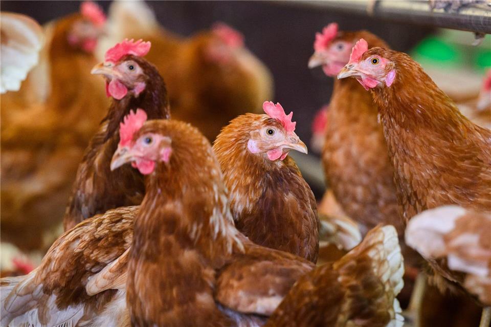 Vogelgrippe: Rund 15 000 Tiere werden im Südwesten getötet In dem betroffenen Bestand mussten rund 15 000 Stück Geflügel getötet werden.(Illustration)Julian Stratenschulte/dpa